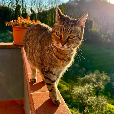 Cavana Rudere